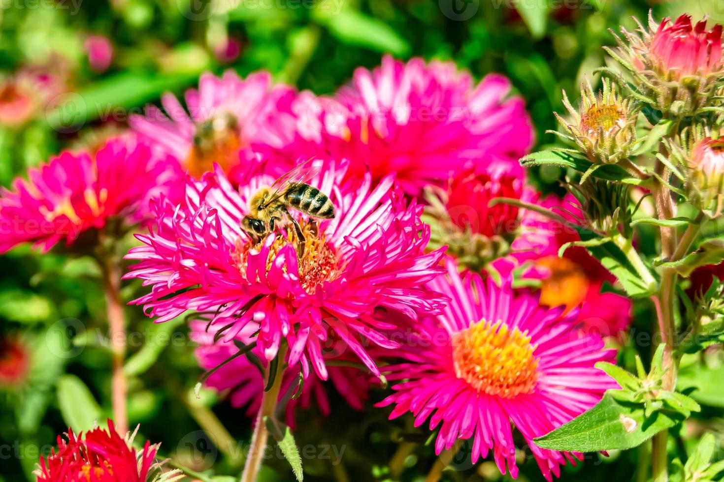 belle fleur sauvage ailé abeille sur fond feuillage prairie photo