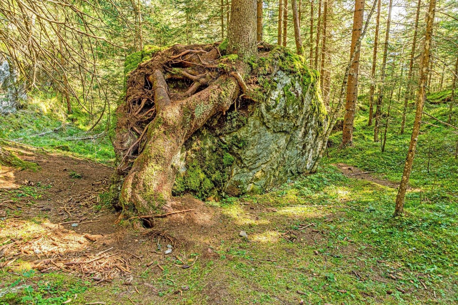 image d'un arbre dont les racines ont poussé de manière imposante sur un gros rocher photo