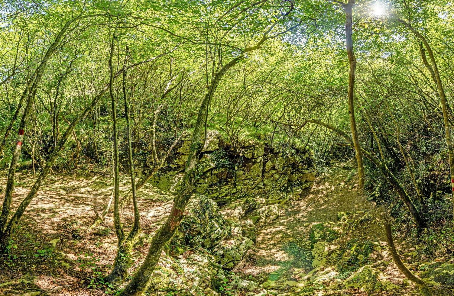 photos d'une randonnée à travers une forêt verte dense le long d'un lit de rivière asséché dans le parc naturel de skarline en istrie