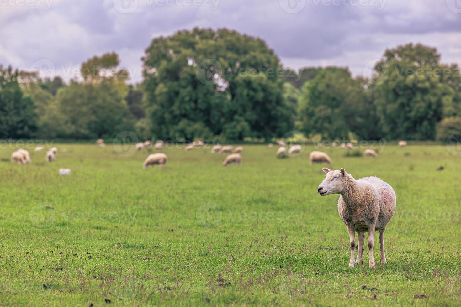 moutons à la campagne dans la vieille ville rurale de lacock, en angleterre. photo