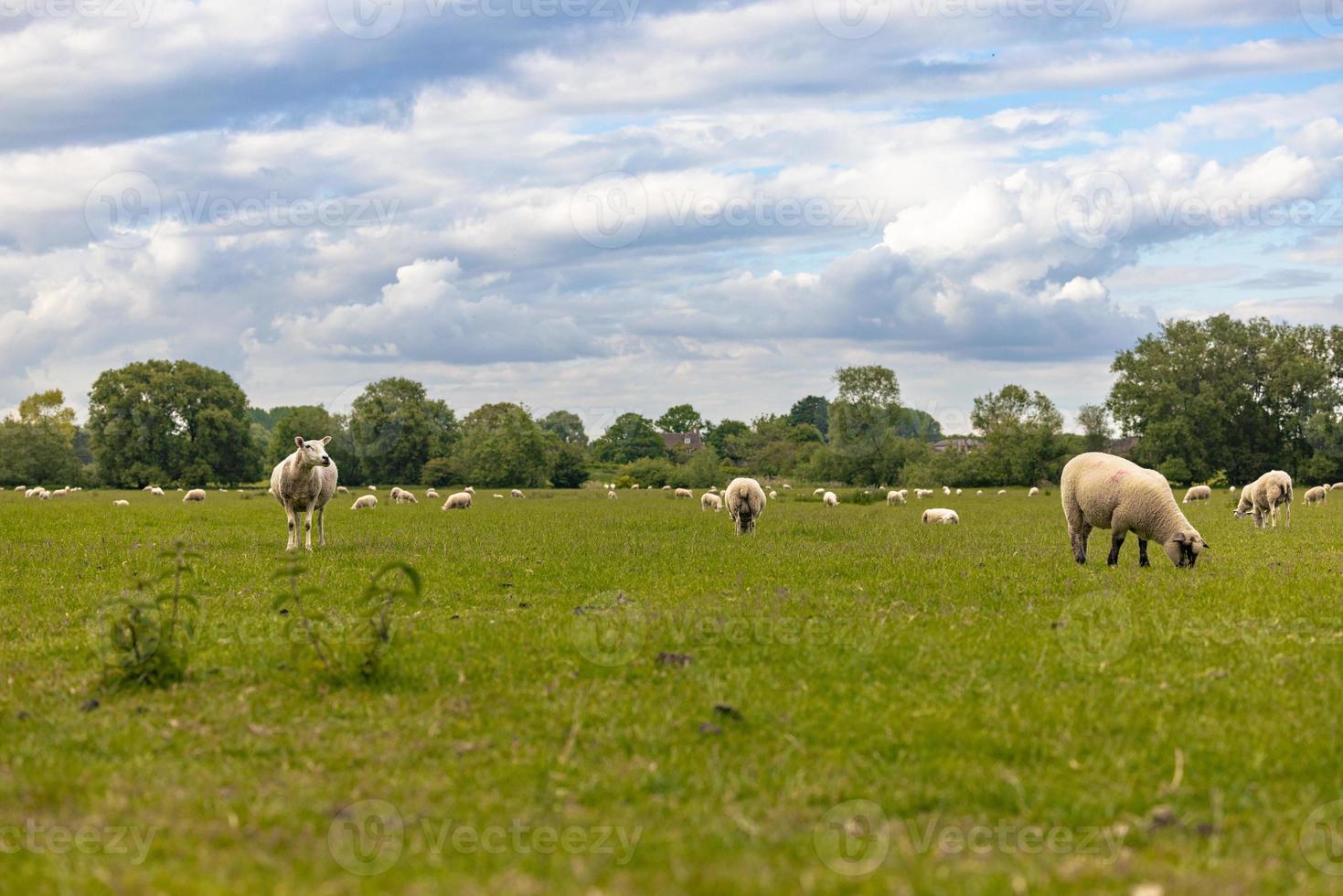 moutons à la campagne dans la vieille ville rurale de lacock, en angleterre. photo