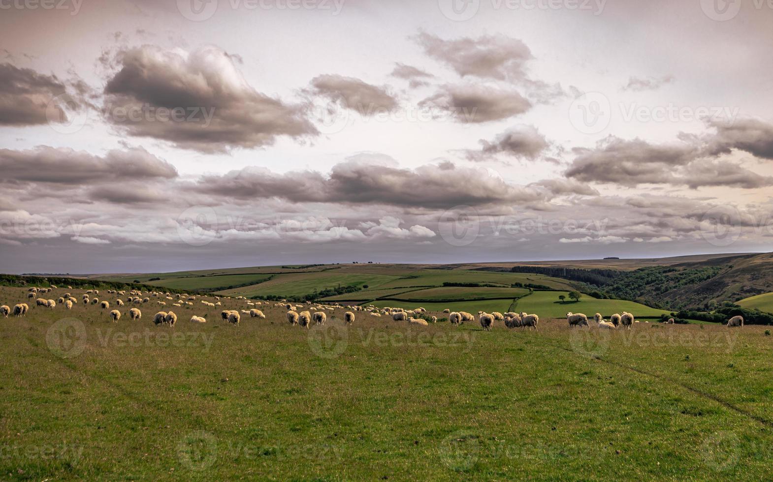 moutons dans les champs de cornouailles, angleterre. photo