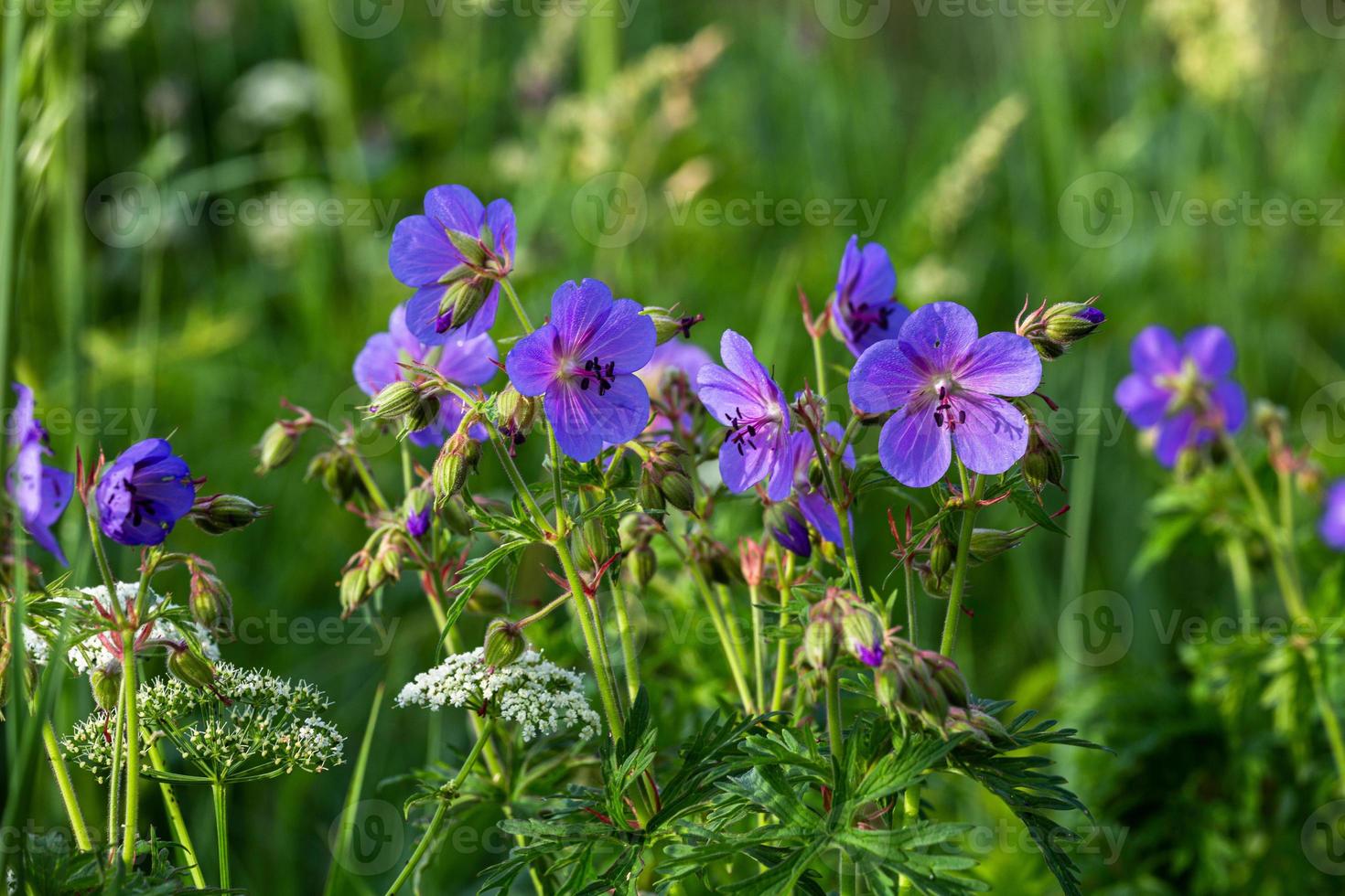 géranium sanguin des prés dans la forêt photo