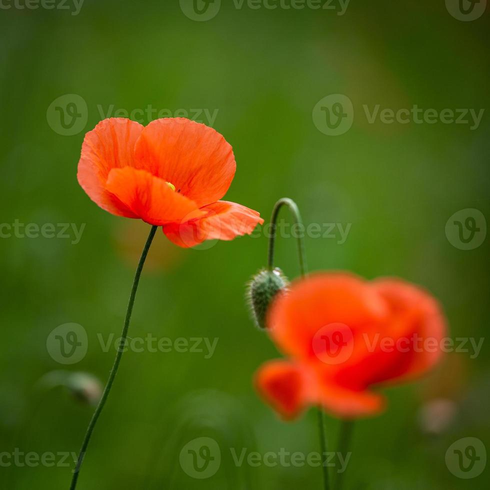 coquelicots rouges sur fond vert photo