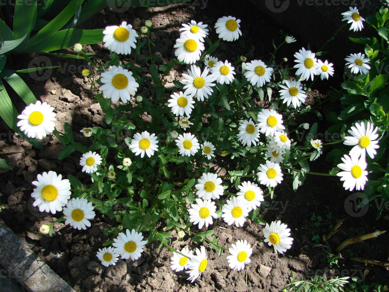 gros plan de fleurs de camomille des champs. belle scène de la nature avec des camomilles médicales en fleurs au soleil. photo