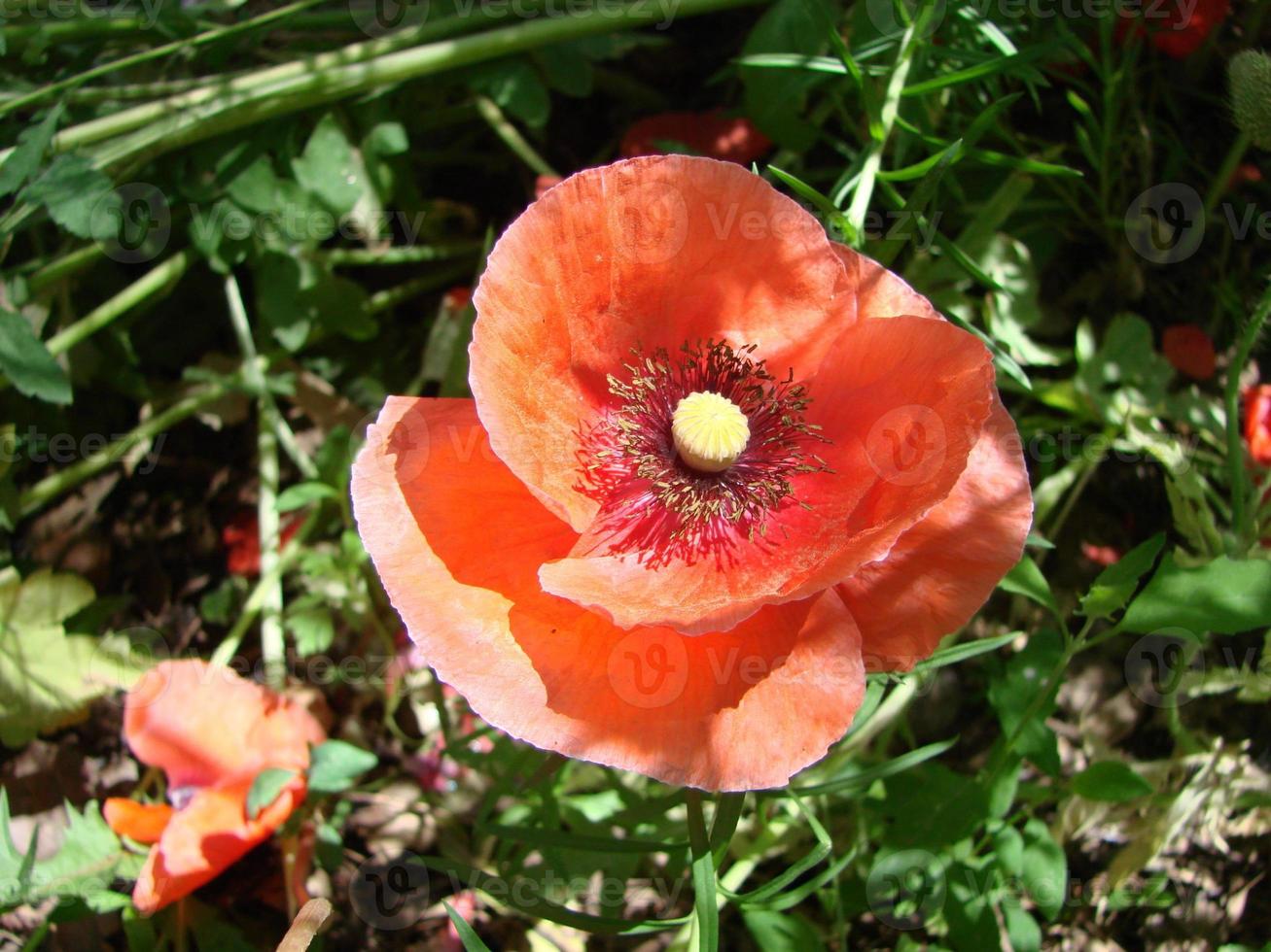 fleurs de pavot rouge avec une abeille et des champs de blé sur le fond. Papaver rhoeas pavot commun photo