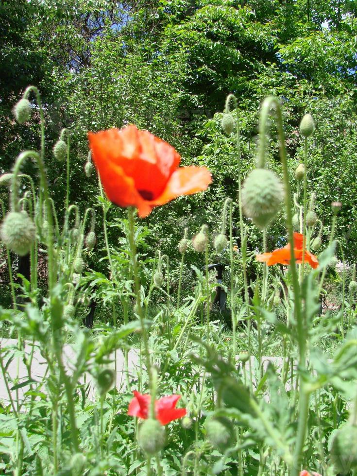 fleurs de pavot rouge avec une abeille et des champs de blé sur le fond. Papaver rhoeas pavot commun photo