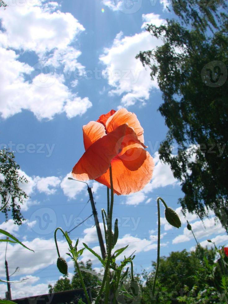 fleurs de pavot rouge avec une abeille et des champs de blé sur le fond. Papaver rhoeas pavot commun photo