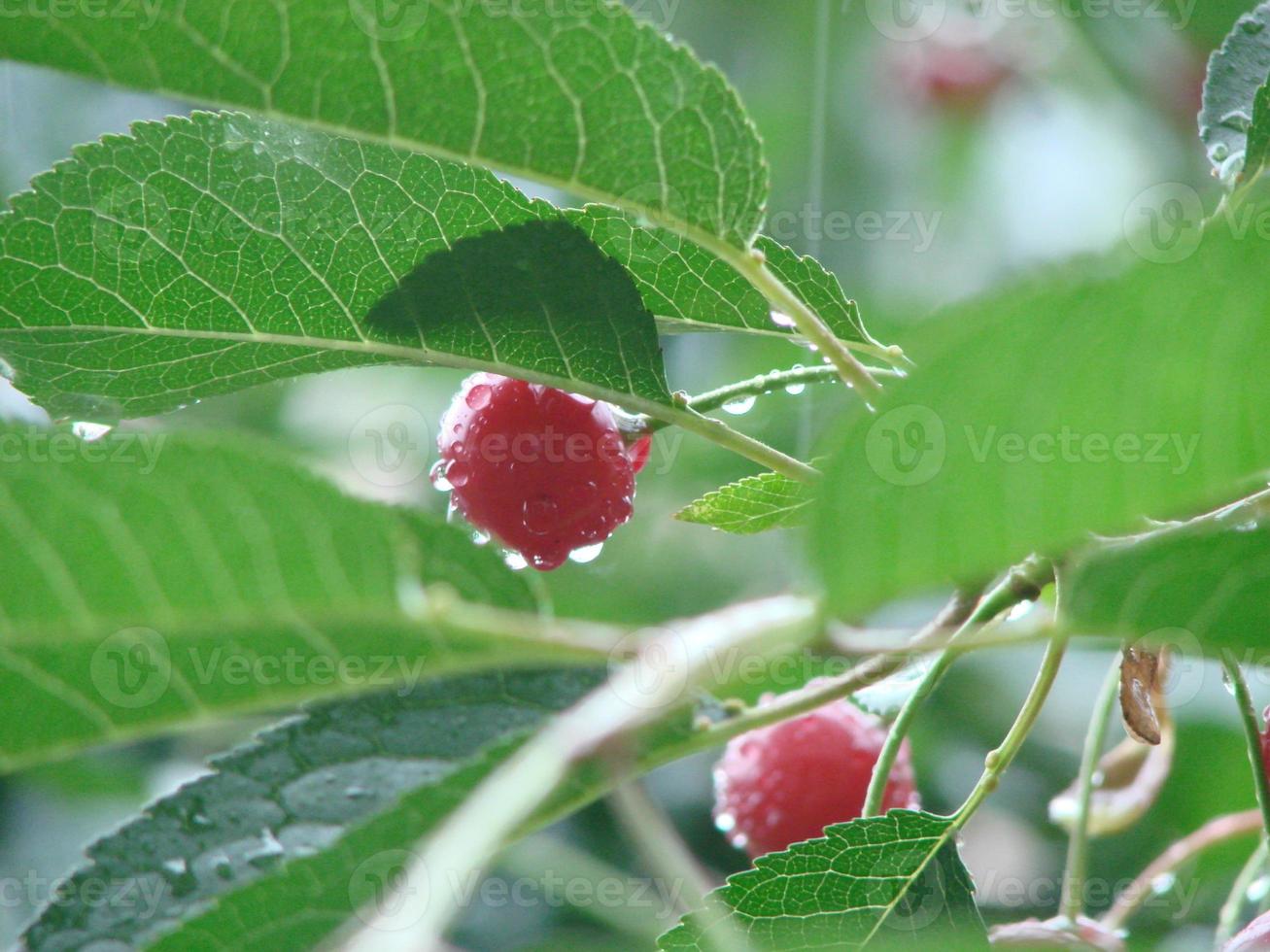 cerises mûres suspendues à une branche de cerisier. gouttelettes d'eau sur les fruits, verger de cerisiers après la pluie photo