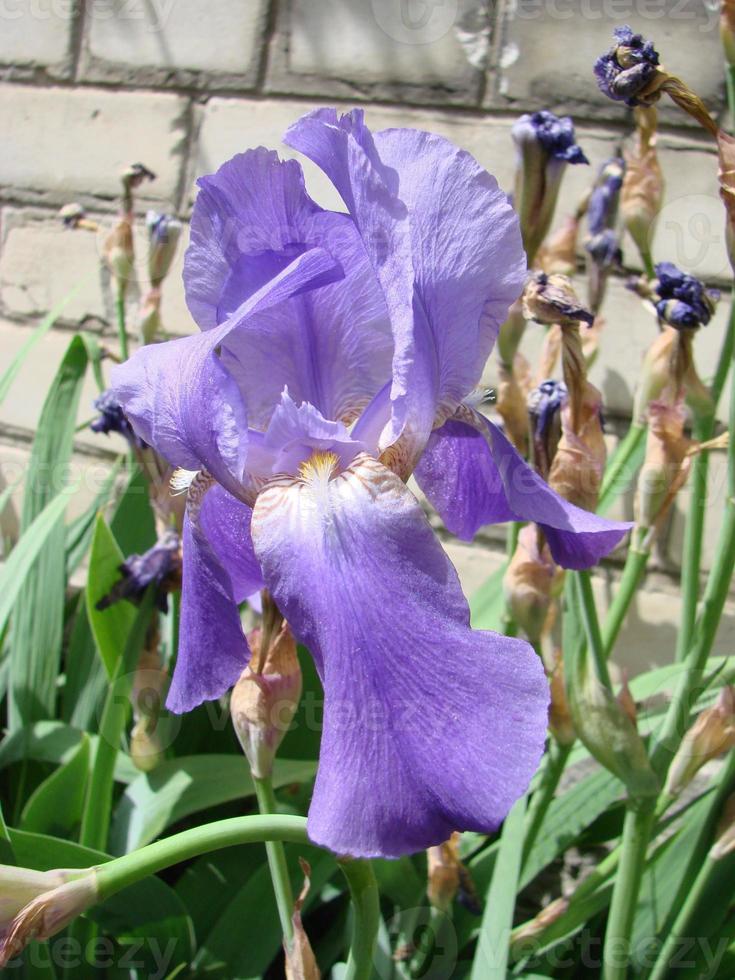 iris germanique. gros plan d'iris barbu de fleurs dans le jardin. une plante aux fleurs impressionnantes, décoration de jardin. photo