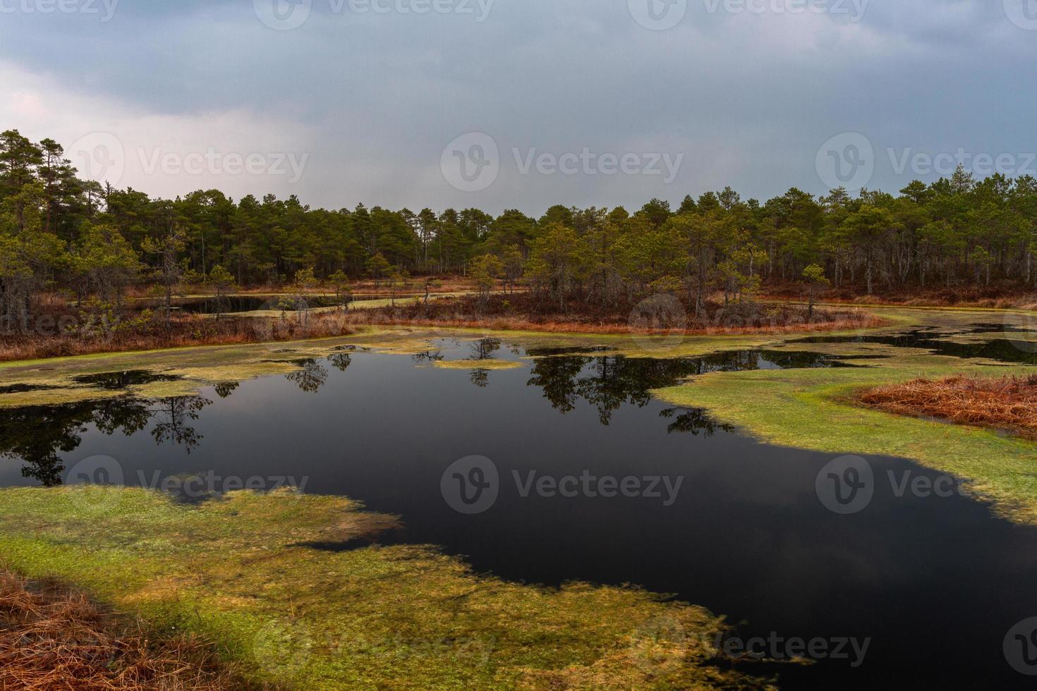 lac marécageux au printemps photo