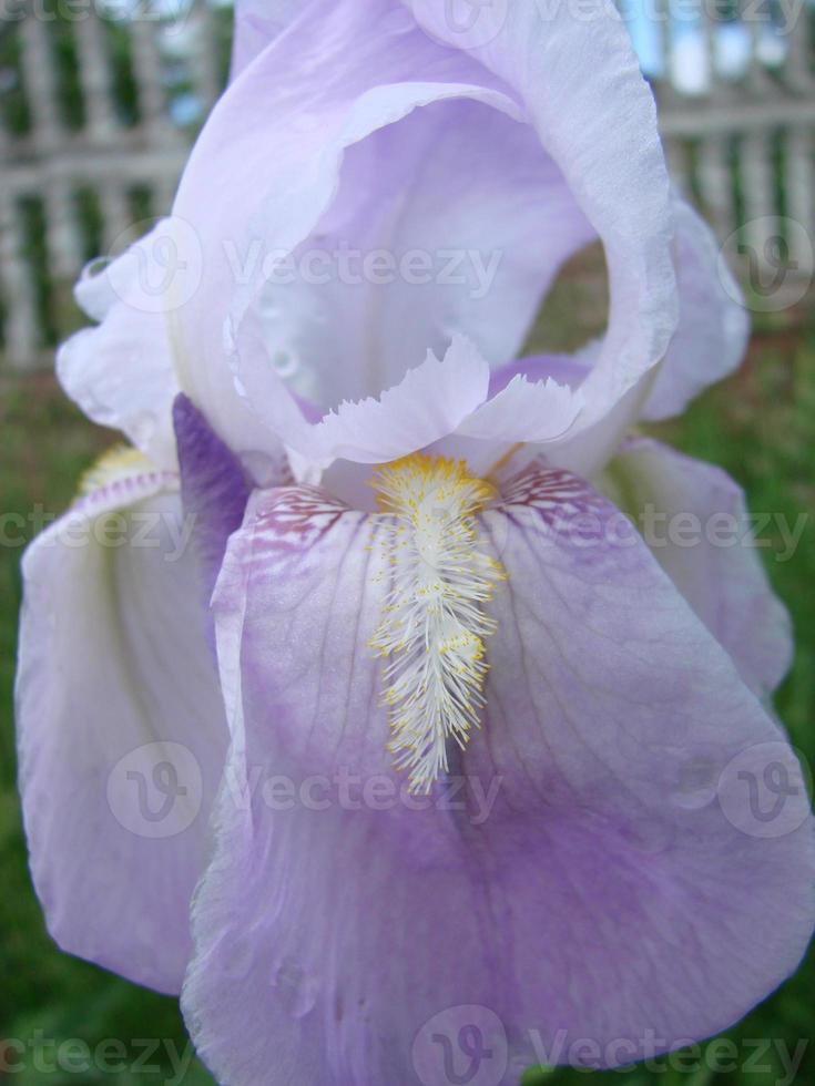 iris germanique. gros plan d'iris barbu de fleurs dans le jardin. une plante aux fleurs impressionnantes, décoration de jardin. photo