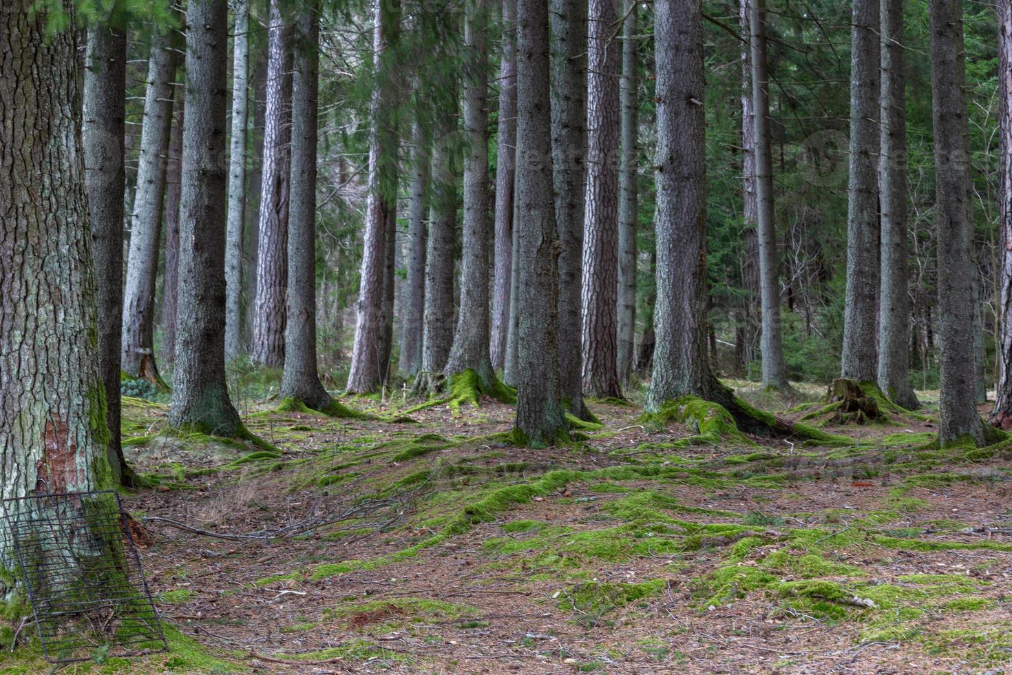 racines d'arbres dans la forêt photo