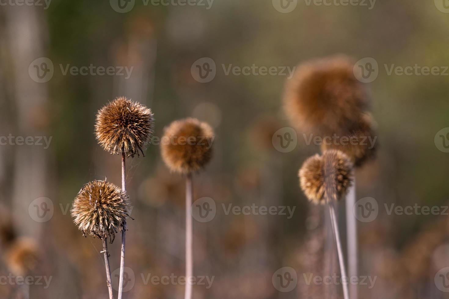 echinops sec sur le bacground estompé photo