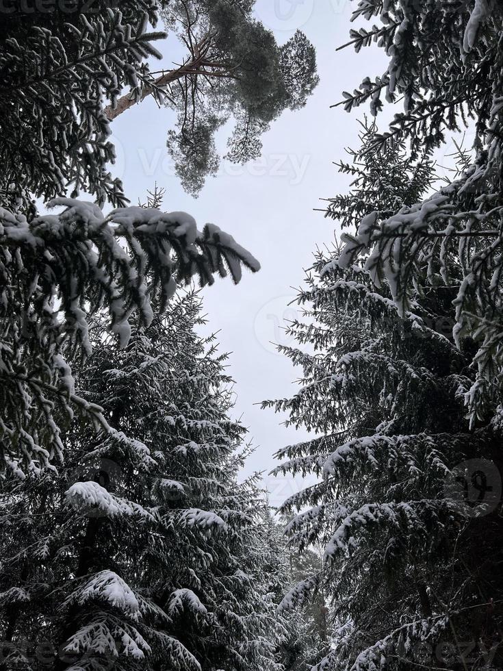 hiver dans la photographie forestière, arbres de la nature, explorer, paysage, fichier jpg photo