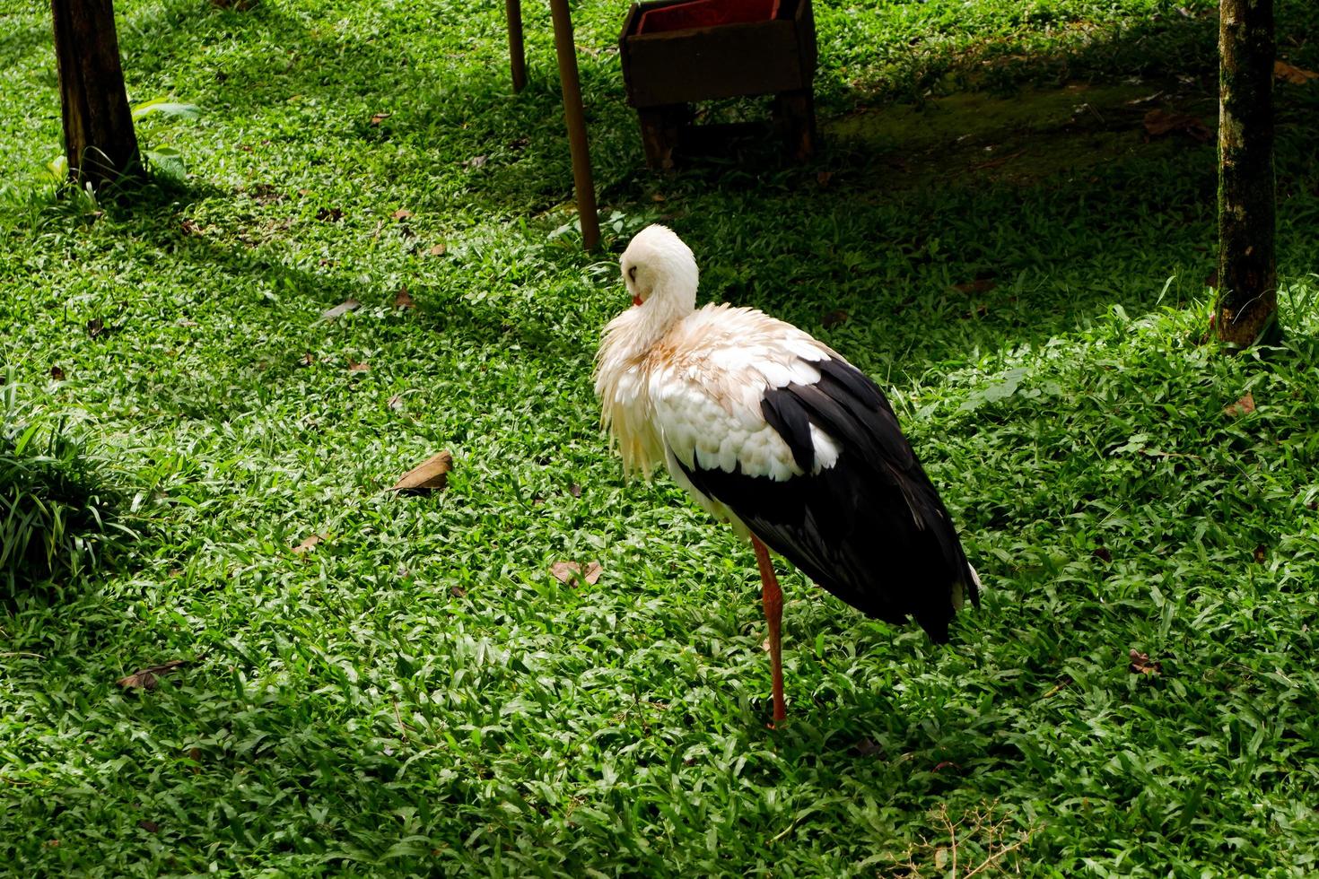 mise au point sélective de la cigogne blanche orientale qui nettoie ses plumes dans sa cage. photo