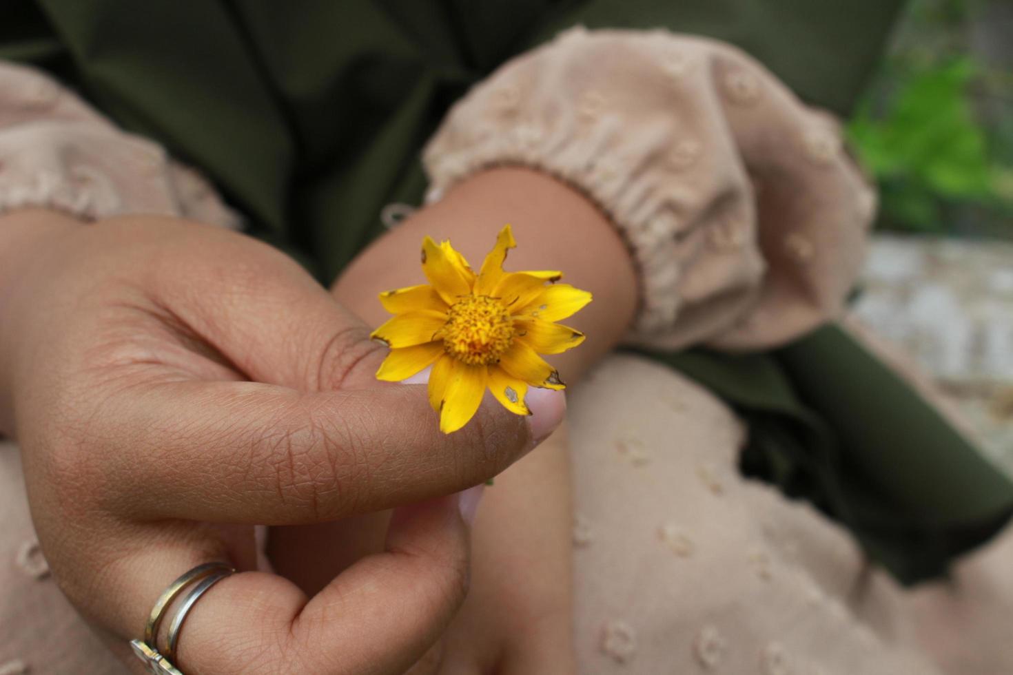 tenant une fleur, fleur de beauté printanière melampodium divaricatum ou marguerite au beurre jaune, feuilles vertes dans le jardin photo