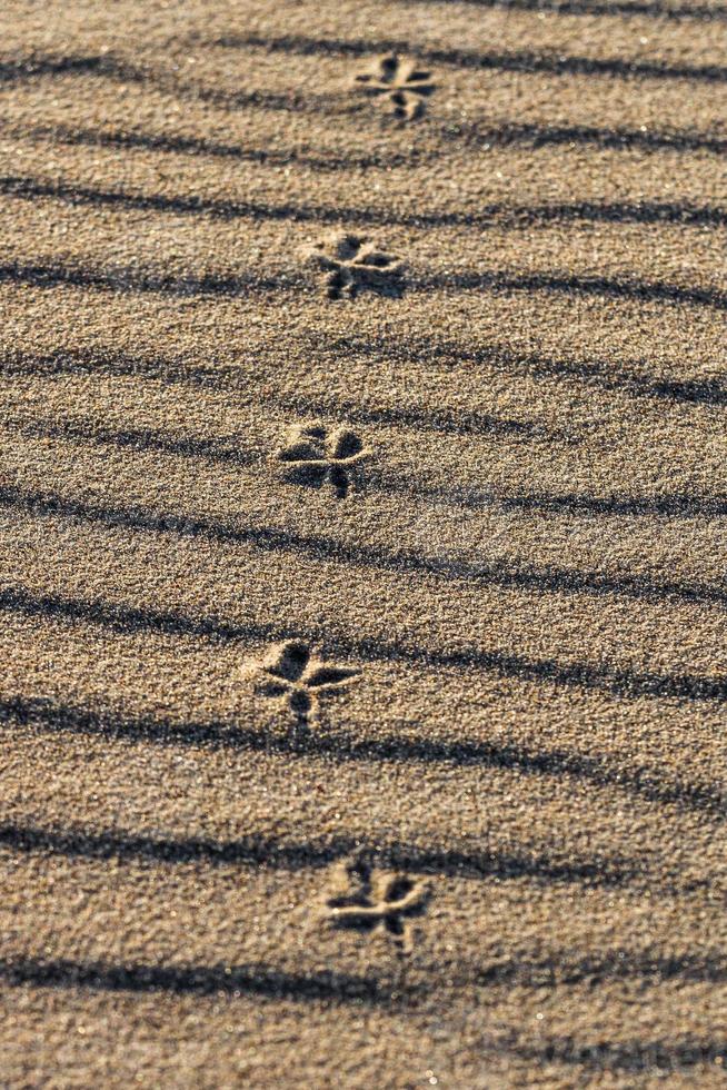 motifs dans le sable de la mer au coucher du soleil photo