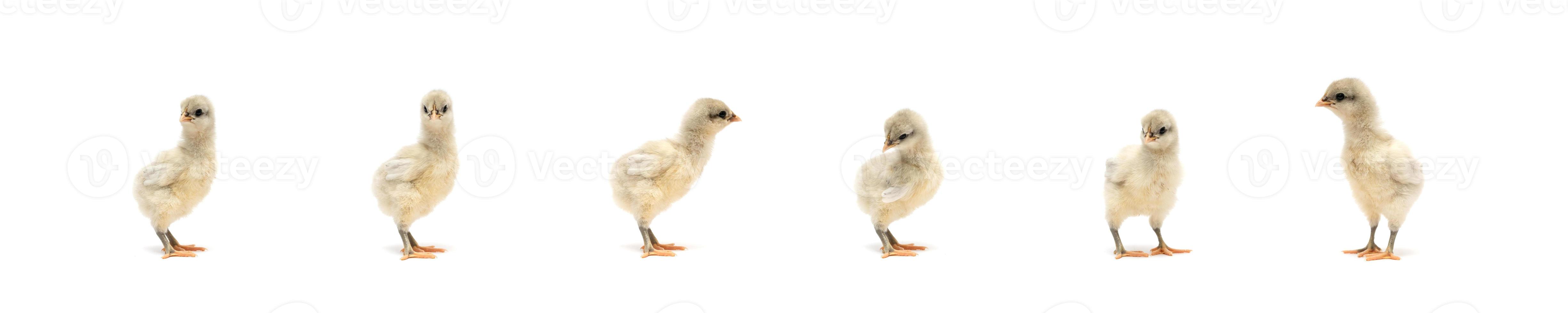 La petite équipe de poulet blanc isolée de Rhode Island se tient dans une rangée sur un fond clair blanc solide dans la lumière du studio. photo