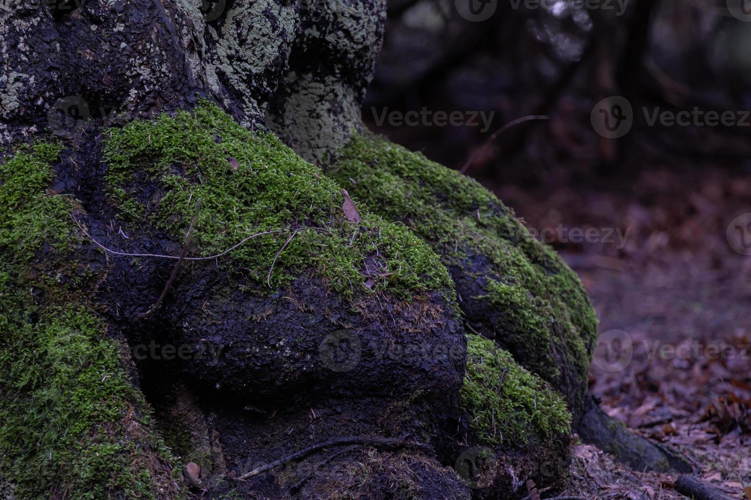 racines d'arbre avec de la mousse verte dans la forêt d'automne photo