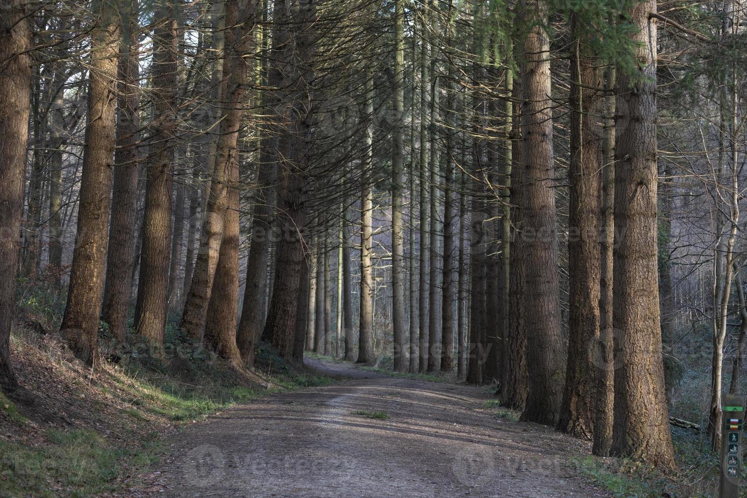 route dans la forêt d'automne photo