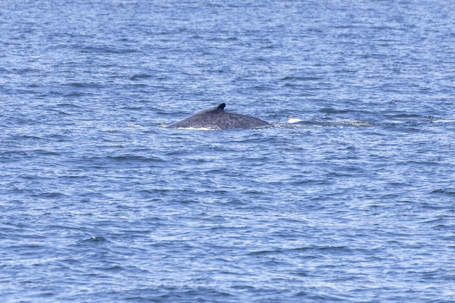 baleines à bosse à vancouver photo