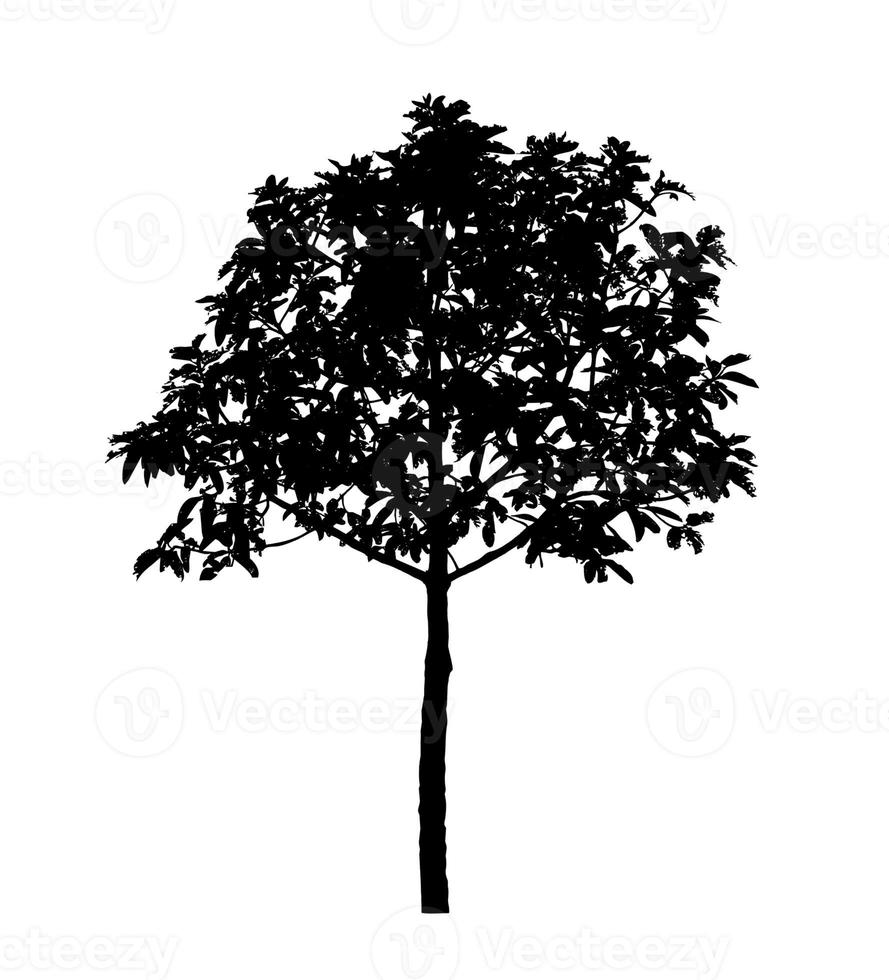 silhouette d'arbre pour pinceau sur fond blanc photo