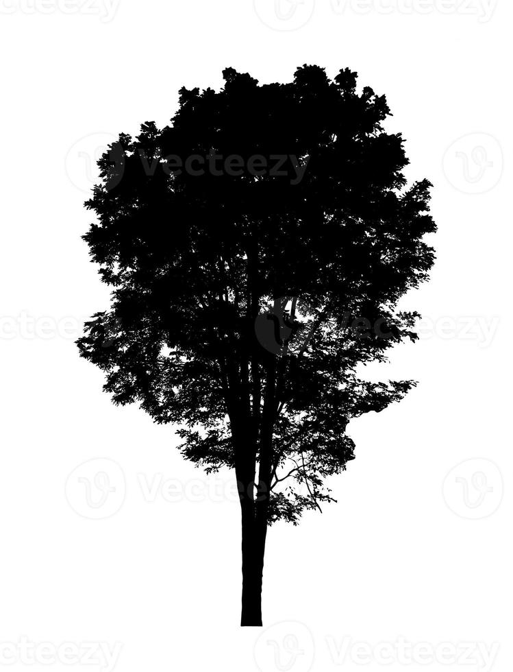 silhouette d'arbre pour pinceau sur fond blanc photo