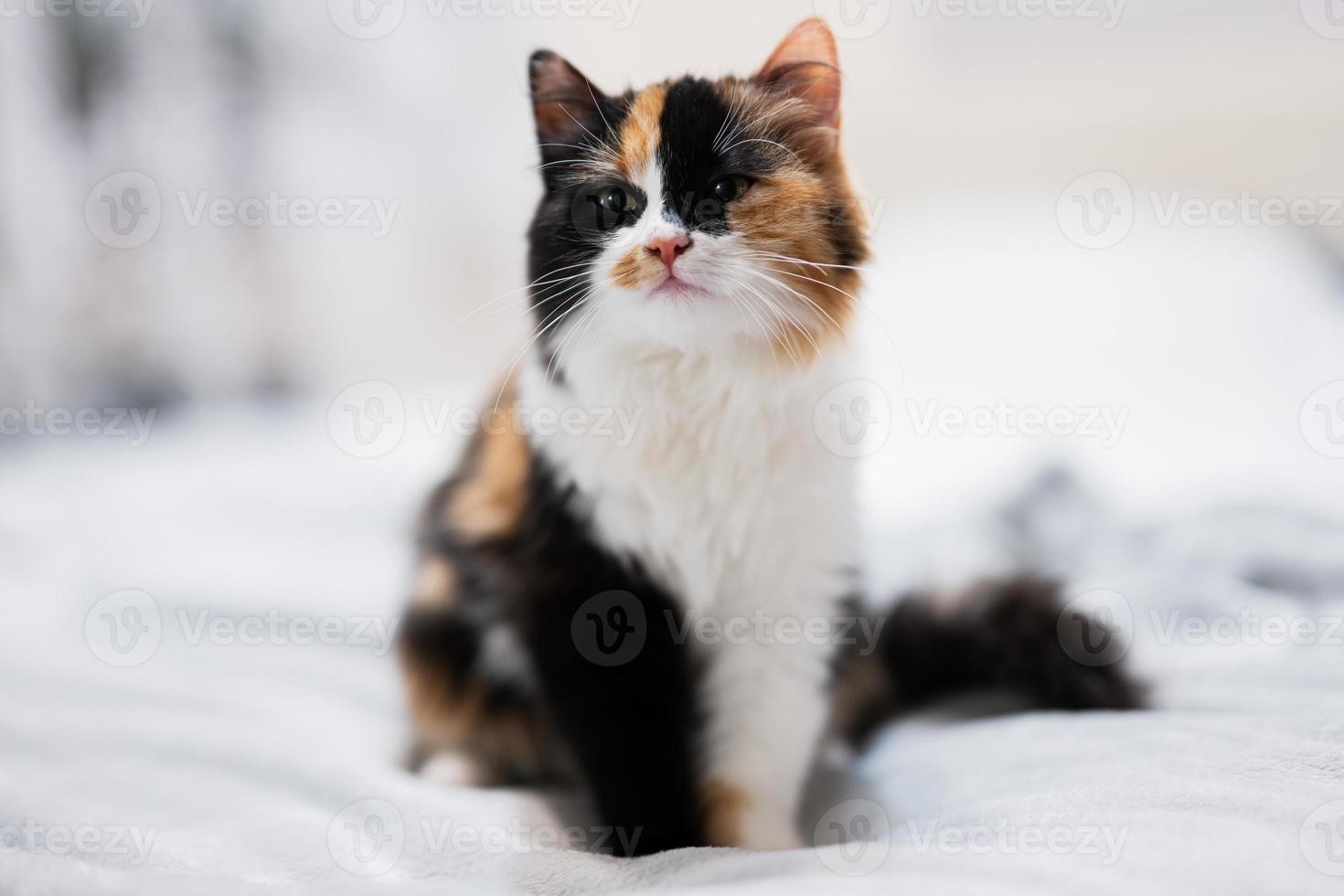 trois couleurs marron noir blanc kitty chat sur le lit. photo