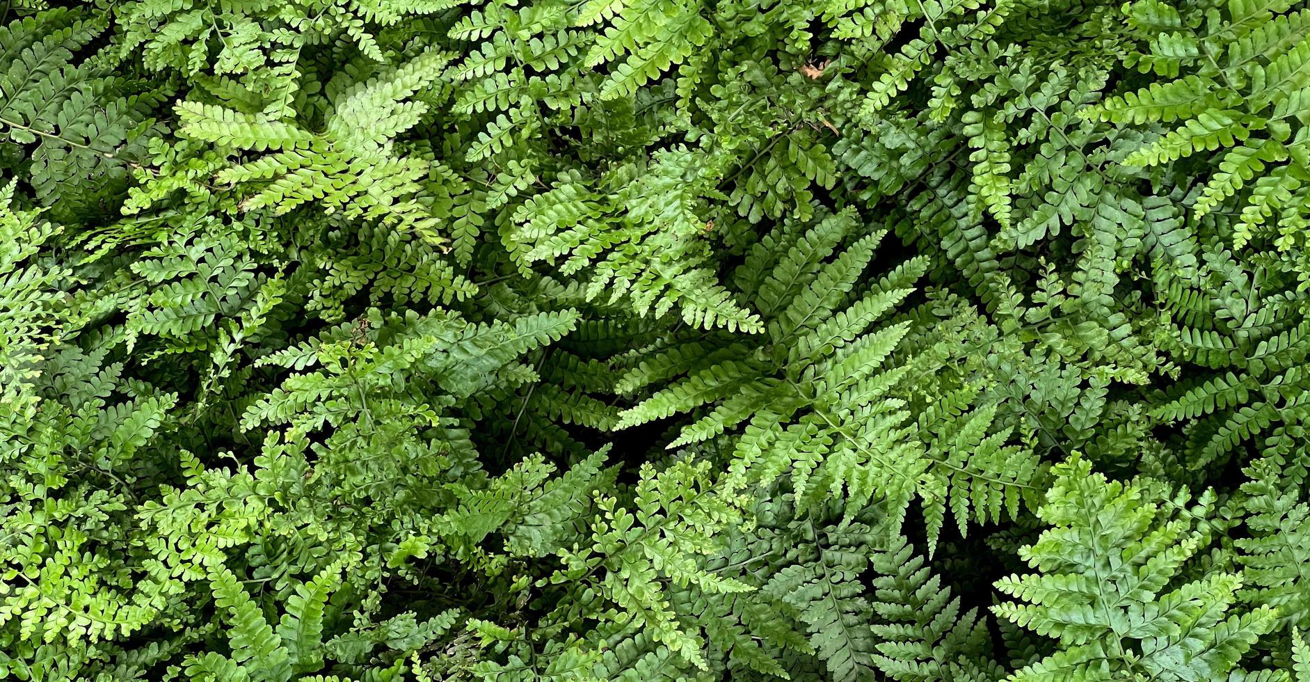fond de nature verte. feuillage vert foncé plante fraîche, bannière de feuilles vertes naturelles photo