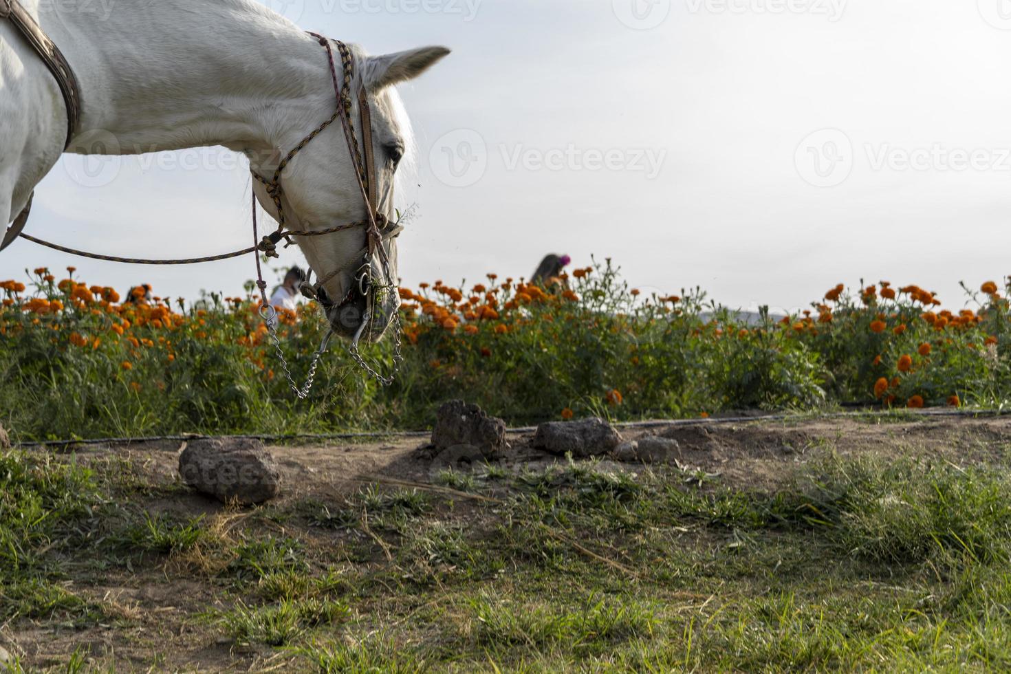 cheval blanc dans un champ à cempasuchil, mexique photo