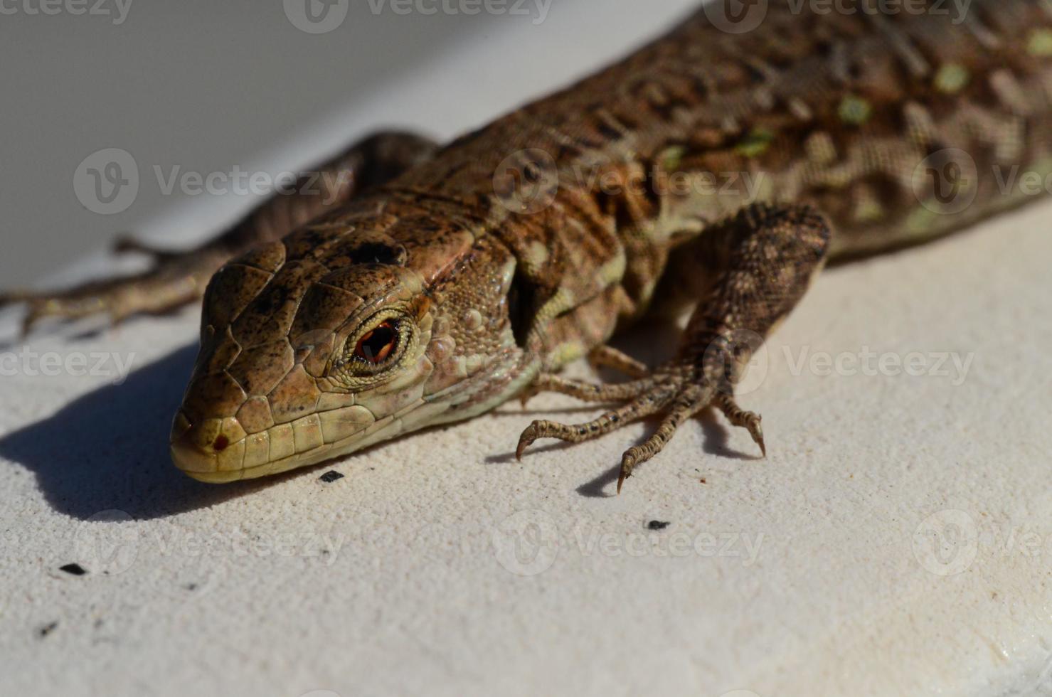 petit gecko en gros plan photo