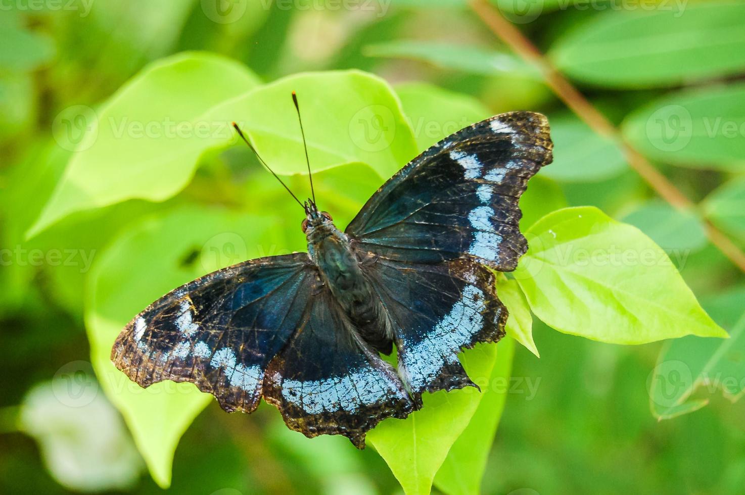 gros plan papillon noir photo