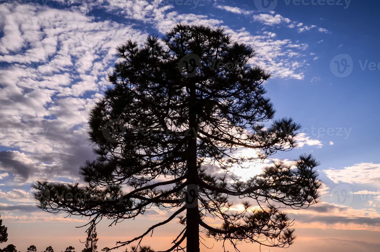 arbre au coucher du soleil photo