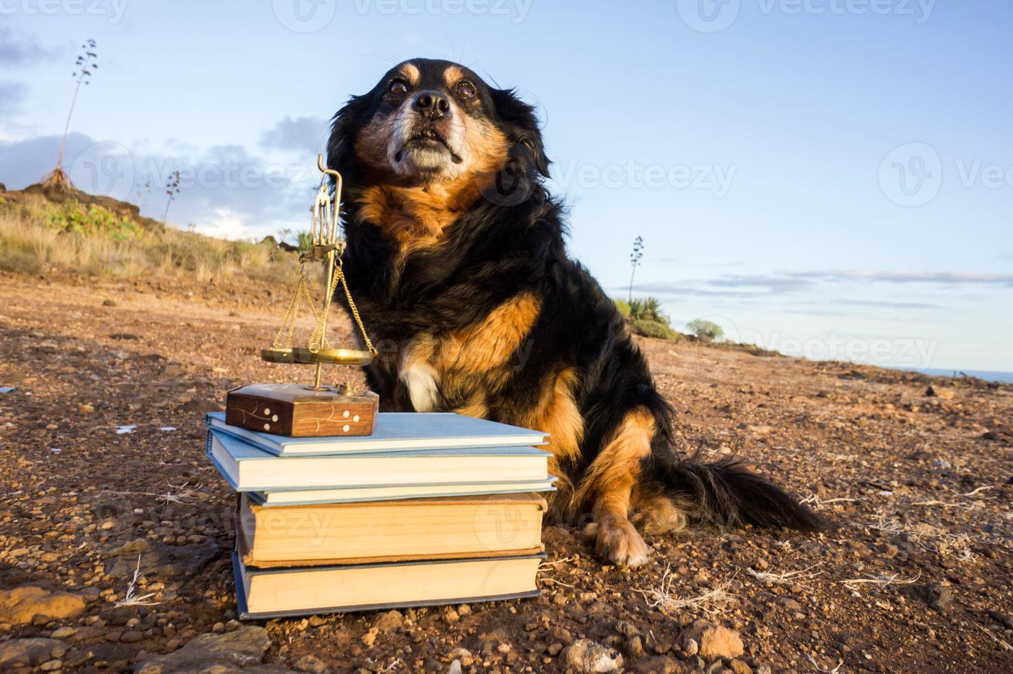 chien mignon avec des livres photo