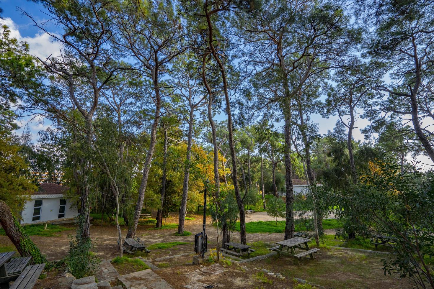 environnement naturel paisible dans la forêt photo