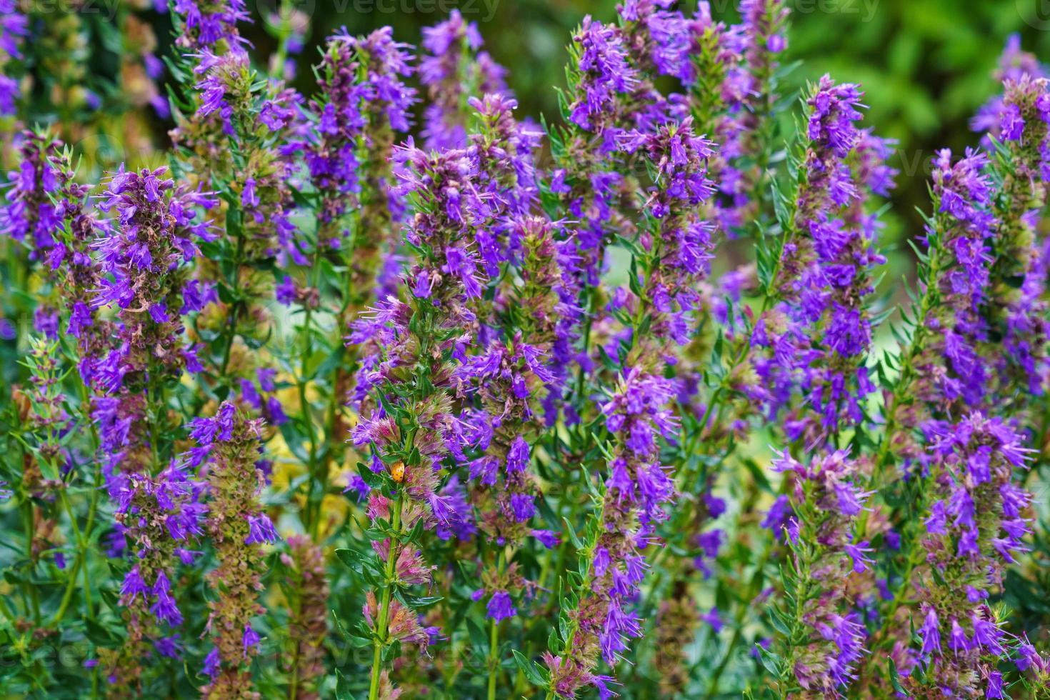 fleurs violettes d'hyssopus officinalis, connu sous le nom d'hysope. plante médicinale. photo