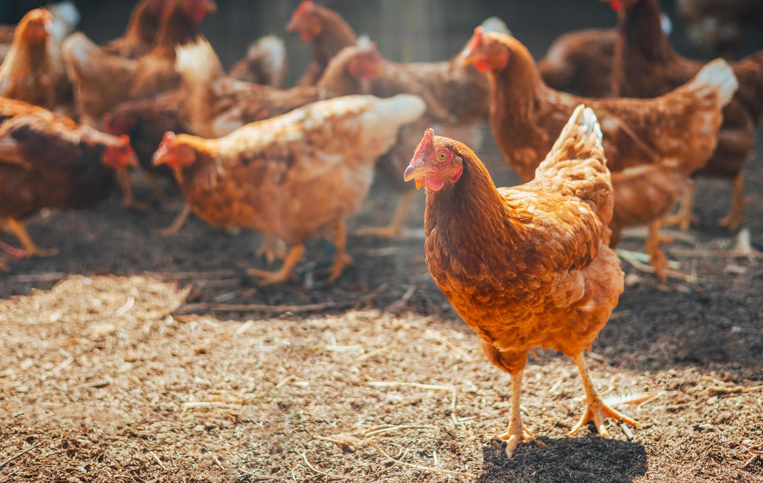 Poulet rouge marchant dans le paddock à la ferme photo