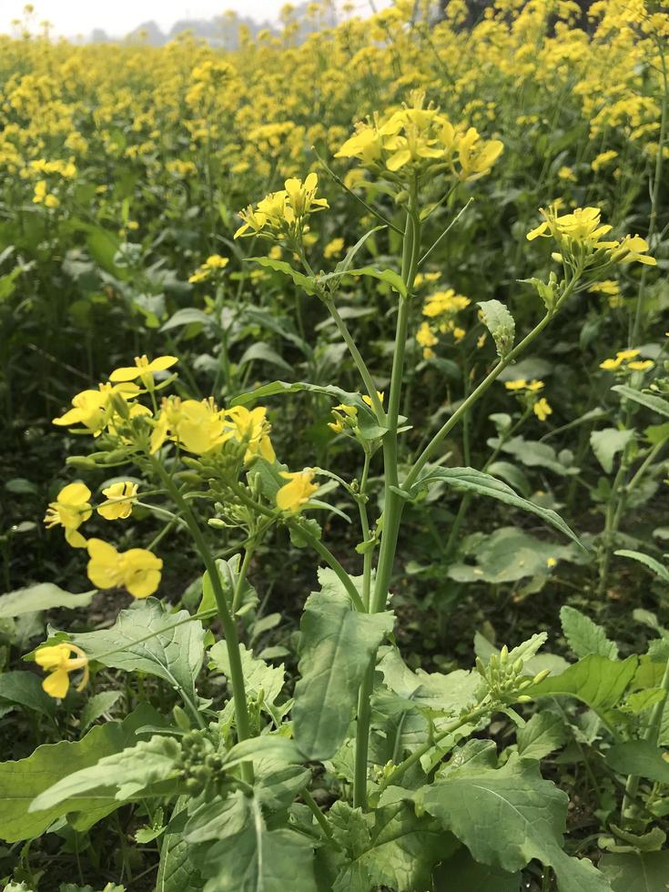 gros plan de fleurs de colza photo