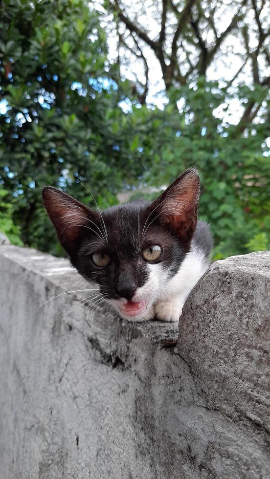 chaton noir et blanc avec la bouche ouverte photo