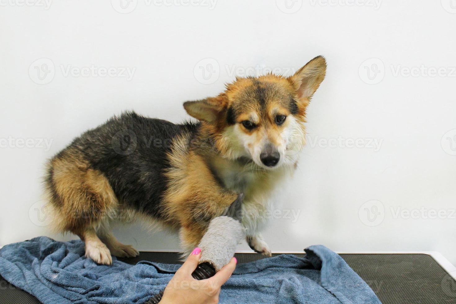 maître toiletteur professionnel pour animaux de compagnie brushing corgi welsh pembroke chien après lavage dans un salon de toilettage. mains féminines utilisant un sèche-cheveux pour sécher la fourrure avec un ventilateur. concept de coiffure animale. fermer. photo