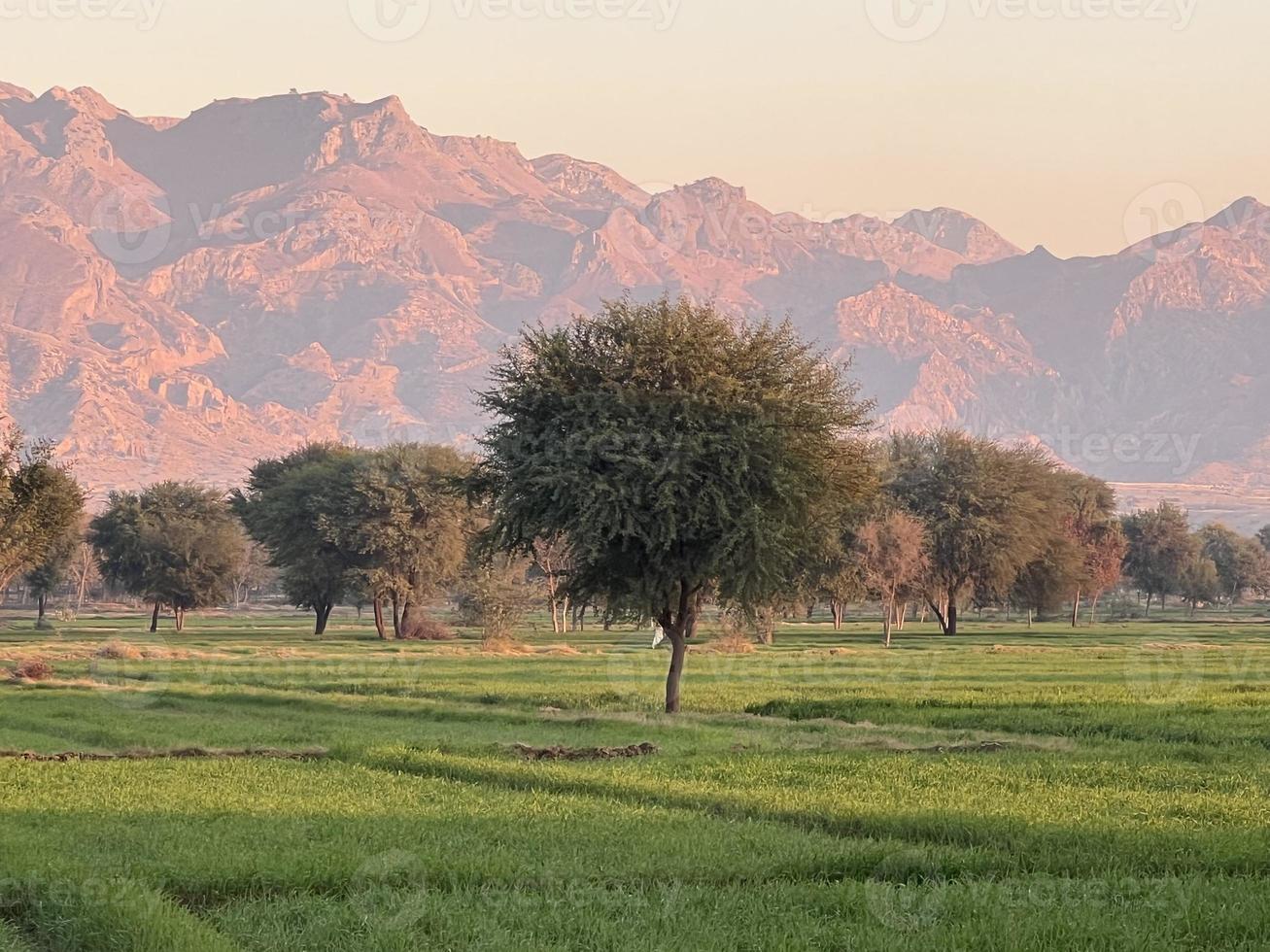 montagnes et arbres sur un terrain photo