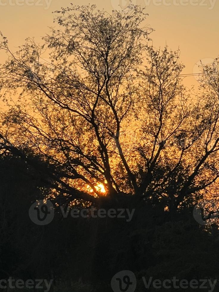 montagnes et arbres sur un terrain photo