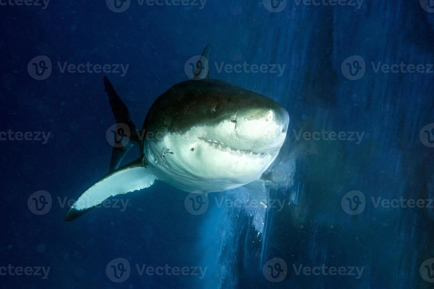 grand requin blanc prêt à attaquer de près photo