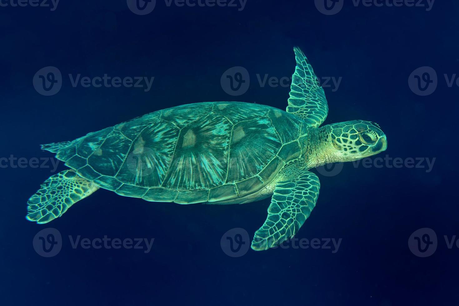 un portrait de tortue de mer en gros plan tout en vous regardant photo