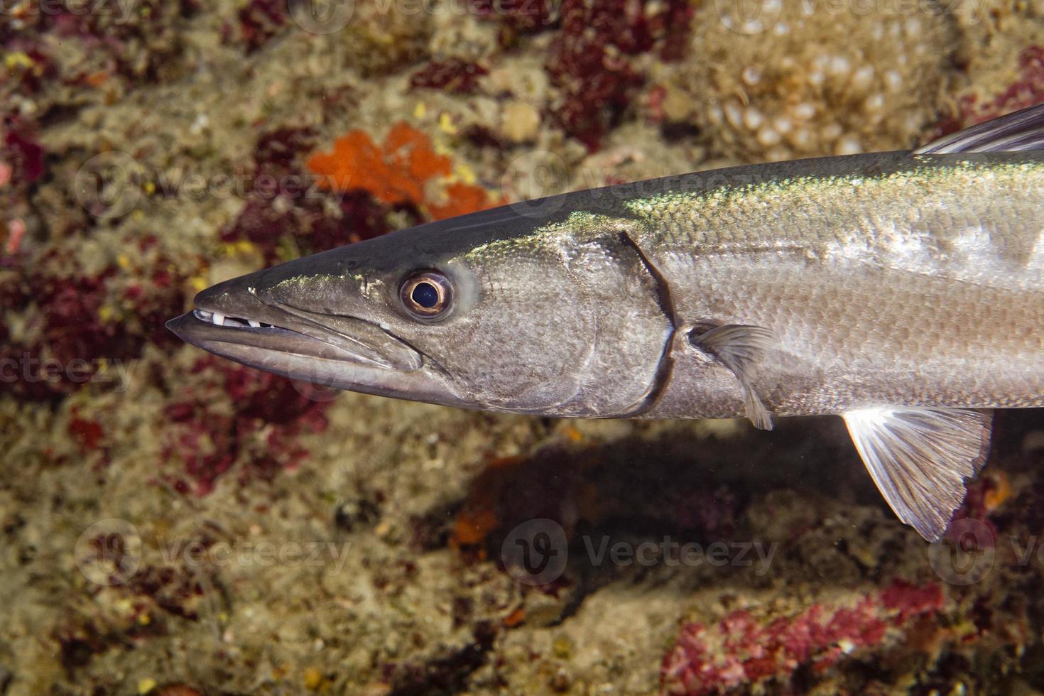 poisson barracuda sous l'eau photo