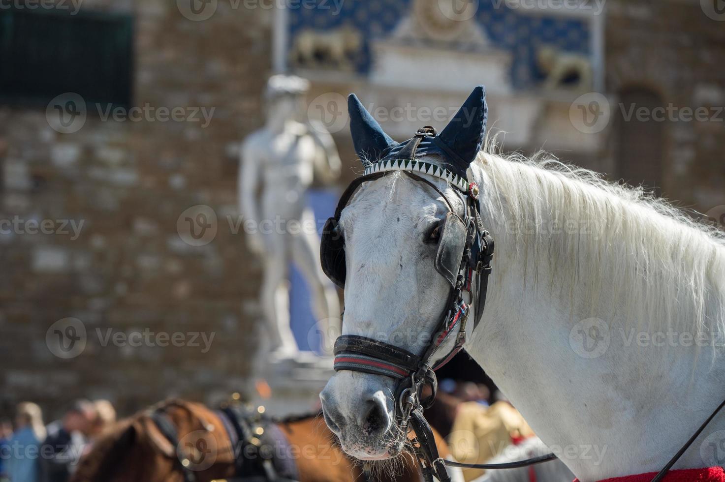 cheval à florence piazza della signoria statue photo
