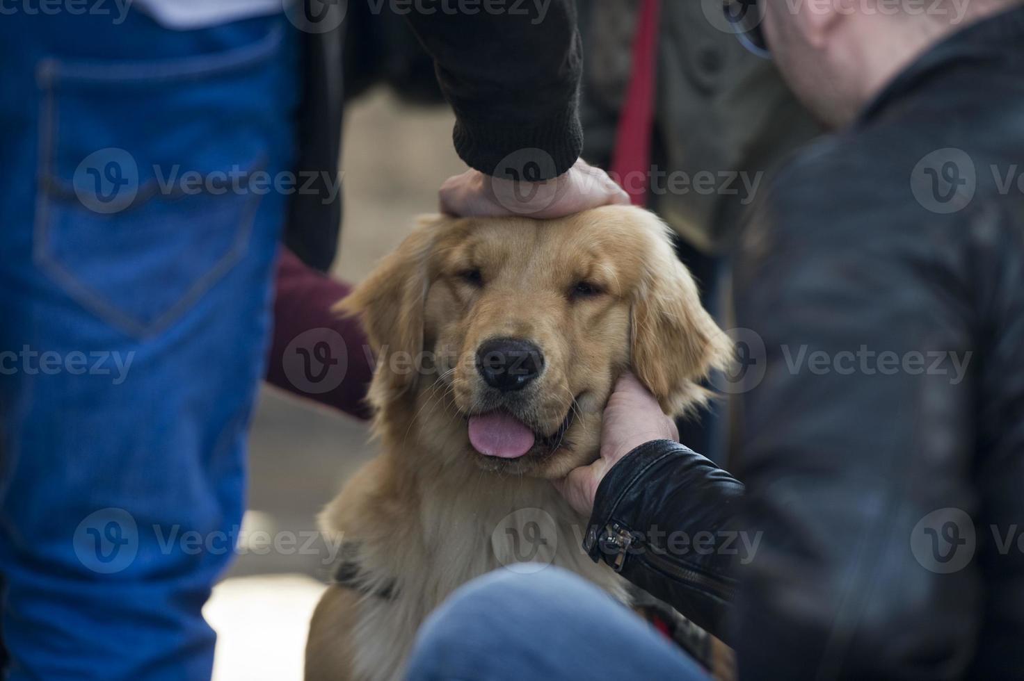 chien golden retriever photo