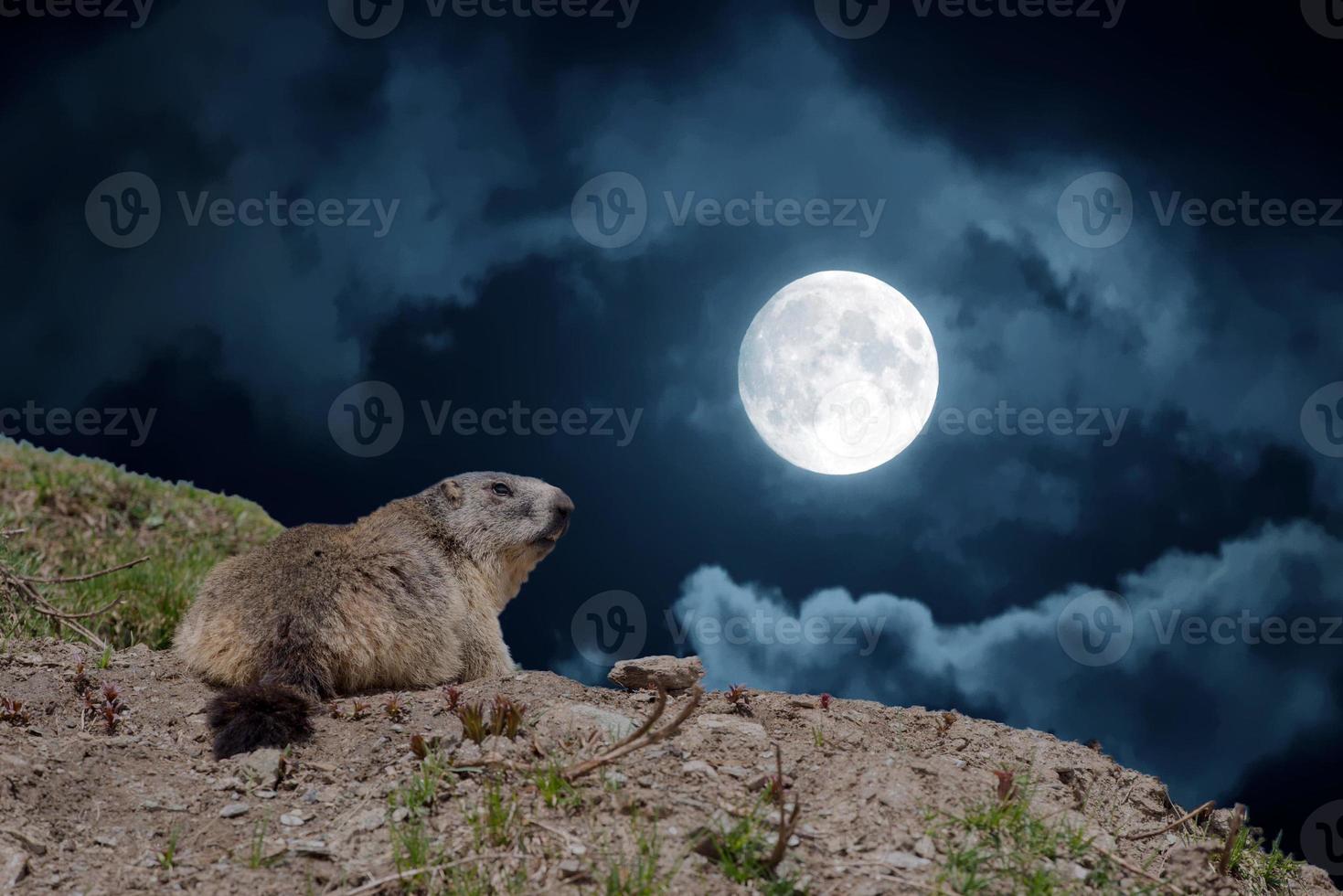 portrait de lune de nuit d'un portrait de marmotte marmotte tout en vous regardant photo