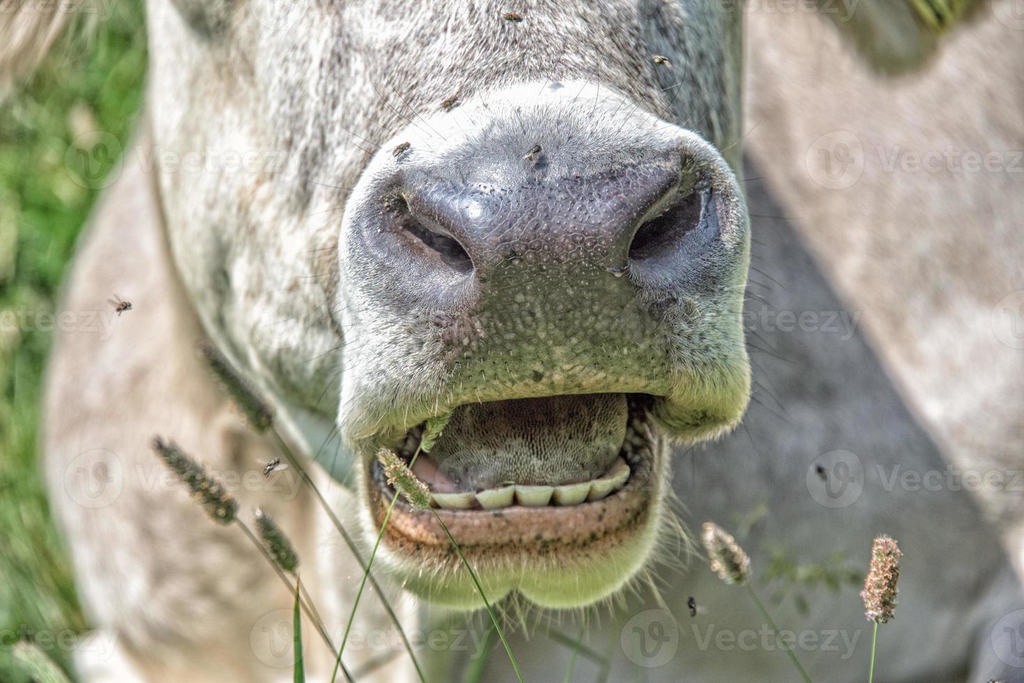 vache sur le fond de la montagne photo